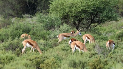 Wall Mural - herd of springbok antelopes (antidorcas marsupialis) feeding in natural habitat, mokala national par