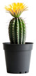 © Rawpixel.com - PNG An isolated cactus with yellow bloom plant fresh pot.