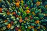 Autumn Forest Canopy Aerial View
