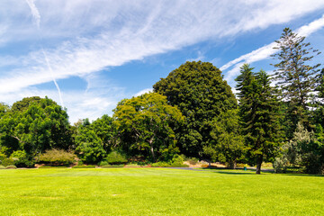 Wall Mural - a vast green grass meadow stretching towards the horizon with a trees