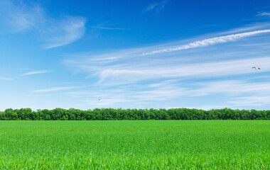Wall Mural - summer landscape with a vast green field under a majestic sky
