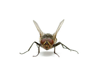 fly isolated on a white background