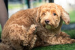 © Daniel - Close up of a curly haired brown poodle mix lying on green artificial grass, gazing alertly at the camera with one paw raised, in a peaceful outdoor park setting with soft light