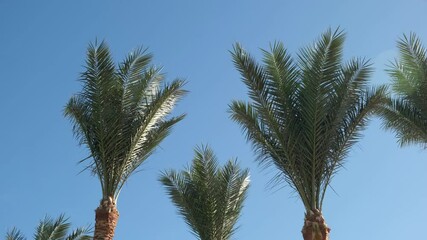 Leinwandbilder - Lush palm trees reaching for a bright blue sky during a sunny day at a tropical location
