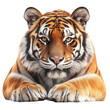 © PNG - Tiger portrait isolated on white background majestic wild animal big cat predator facing forward looking at camera paws visible endangered species conservation wildlife photography zoology orange