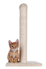 Aufkleber - Sweet little red house cat, sitting beside beige scratching pole made of sisal rope. Looking towards camera. Isolated cutout on a transparent background.