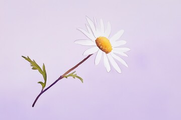 Wall Mural - delicate white daisy on a pastel background.