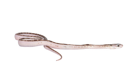 Leinwandbilder - Baby white sided Texas rat snake or Elaphe obsoleta lindheimeri crawling. Isolated cutout on a transparent background.