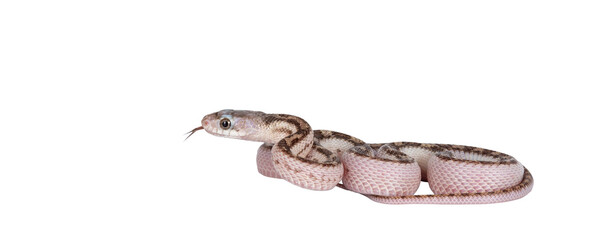 Fototapete - Baby white sided Texas rat snake or Elaphe obsoleta lindheimeri crawling. Isolated cutout on a transparent background. Tongue out.