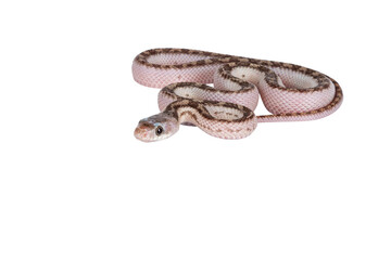 Fototapete - Baby white sided Texas rat snake or Elaphe obsoleta lindheimeri crawling. Isolated cutout on a transparent background.