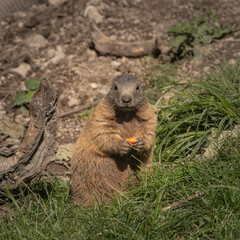 a european marmot (marmota marmota) is seated upright on a patch of grass, holding a small piece of 