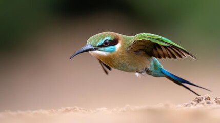 Aufkleber - A close-up shot of a colorful bird with shades of blue, green, and brown mid-flight with open wings against a soft, blurred tan and green background, capturing its natural beauty and graceful