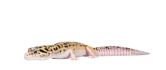 Fototapete - Beautiful Mack Snow Eclipse colored Eublepharis macularius or Leopard Gecko, standing side ways. Isolated cutout on a transparent background. Looking straight ahead away from camera.
