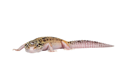 Fototapete - Beautiful Mack Snow Eclipse colored Eublepharis macularius or Leopard Gecko, standing side ways. Isolated cutout on a transparent background. Looking beside camera.