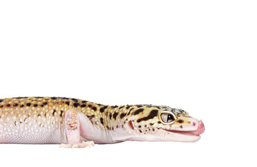 Fototapete - Head shot of beautiful Mack Snow Eclipse colored Eublepharis macularius or Leopard Gecko, standing side ways. Isolated cutout on a transparent background. Looking straight ahead showing profile and to