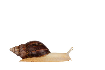Poster - Young Archachatina marginata or Giant West African snail moving side ways. Looking straight ahead away from camera. Eyes up. Isolated cutout on a transparent background.