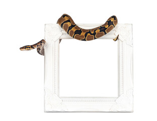 Fototapete - Baby Ballpython or Python Regius snake, isolated cutout on a transparent background. Amazing almost golden colors and beautifull pattern. Hanging over white empty picture frame.
