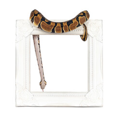 Fototapete - Baby Ballpython or Python Regius snake, isolated cutout on a transparent background. Amazing almost golden colors and beautifull pattern. Hanging over white empty picture frame.