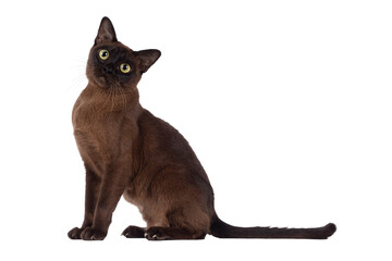 Poster - Excellent type adult Burmese cat, sitting up side ways. Looking towards camera, with cute head tilt. Isolated cutout on a transparent background.