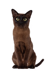Poster - Excellent type adult Burmese cat, sitting up facing front. Looking towards camera. Isolated cutout on a transparent background.