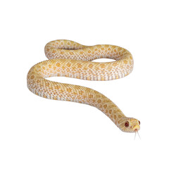 Fototapete - Top view shot of Young albino hognose snake moving side ways, tongue out. Isolated cutout on a transparent background.