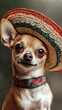 © M.Gierczyk - Cinco de mayo banner displaying a chihuahua in a vibrant sombrero