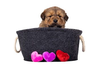 Leinwandbilder - Adorable baby Tibetan Mastiff dog puppy, sitting in grey basket with toy hearts. Looking towards camera. Isolated cutout on a transparent background.