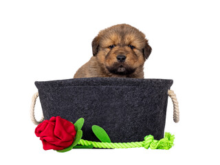 Leinwandbilder - Adorable baby Tibetan Mastiff dog puppy, sitting in grey basket with toy rose. Looking towards camera. Isolated cutout on a transparent background.