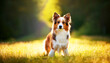 © ณัฐพล ตีระพิมลจันทร์ - a happy dog panting and walking in a sunlit summer park. The warm natural lighting and blurred forest background create a cheerful outdoor moment, dog in the grass, Beagle dog in the summer park