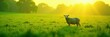 © Phennapha - Silhouette of sheep standing in green pasture, sheep, animal