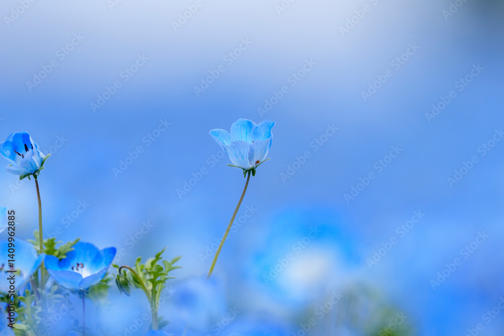 一本だけ高く咲くネモフィラの花 A Single Blooming Nemophila