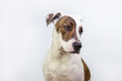 © Austockphoto - Bullarab on white studio background solo