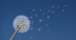 © assistant - Dandelion close-up. Flying parachutes from dandelion on clear blue sky background