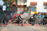 Rock Pigeon walking in city, wildlife bird in urban environment, rock dove or Columba livia, widespread common animal in India 