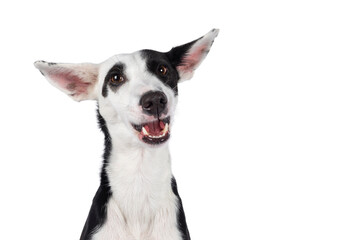 Poster - Funny head shot of handsome black with white Podenco mix dog, sitting up smiling. Looking towards camera. Isolated cutout on a transparent background.
