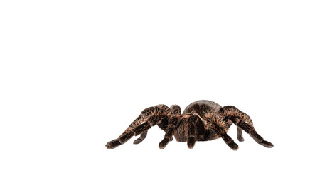 Fototapete - Side view of female adult Curly Hair Tarantula aka Tliltocatl albopilosus, standing. Isolated cutout on a transparent background.