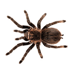 Fototapete - Top view of female adult Curly Hair Tarantula aka Tliltocatl albopilosus, standing. Isolated cutout on a transparent background.
