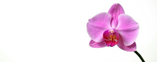 Wall Mural - Single stem of exotic orchid isolated on white background, white, botanical, greenery
