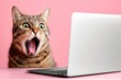 © David Zarzosa - Surprised tabby cat with open mouth looking at laptop screen on pink background.