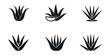 © Parboti - Aloe vera vector illustration. Agave leaves hand drawn black on white background. Cosmetic plant silhouette, Aloe vera silhouette icon set, Black and white silhouette of spiky aloe leaves, Aloe vera.