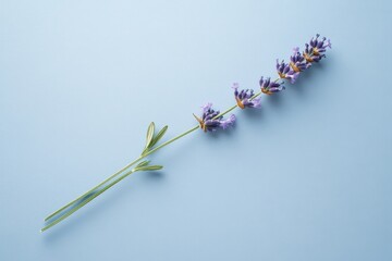 Wall Mural - lavender sprig displayed on a pastel blue surface.