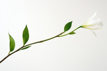 Wall Mural - elegant white lily stem and leaves against a plain background.