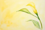 Delicate yellow calla lily watercolor painting.