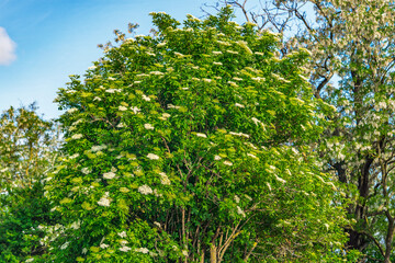 white elderberry flowers in summer day. black sambucus (sambucus nigra) white blooms. beautiful elde