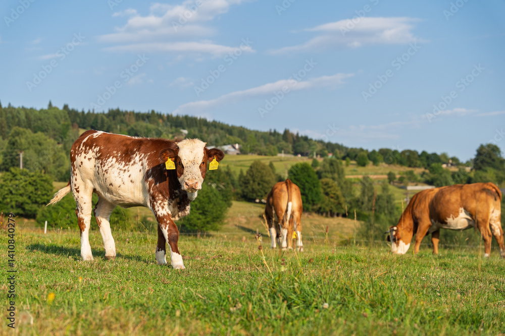 Brown and white cows with spots on green pasture. Farm animal concept ...