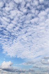 Wall Mural - Beautiful blue sky with many little small fluffy white clouds background texture