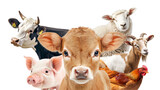 Farm animals on a white background, PNG, created with Generative AI