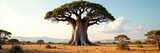 Giant baobab stands tall, smaller shrubs at its base , branch, xerophyte