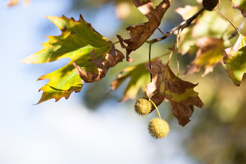 Plane tree in autumn