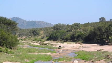 Wall Mural - singular water buffalo leaving a small river after drinking in Kruger National Park